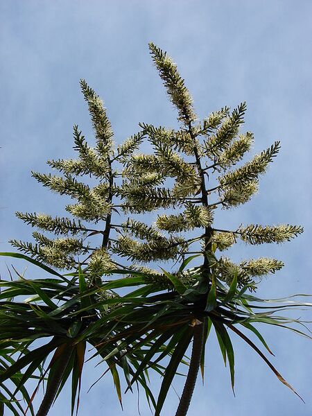 File:576px-Starr 080417-4070 Dracaena marginata.jpg