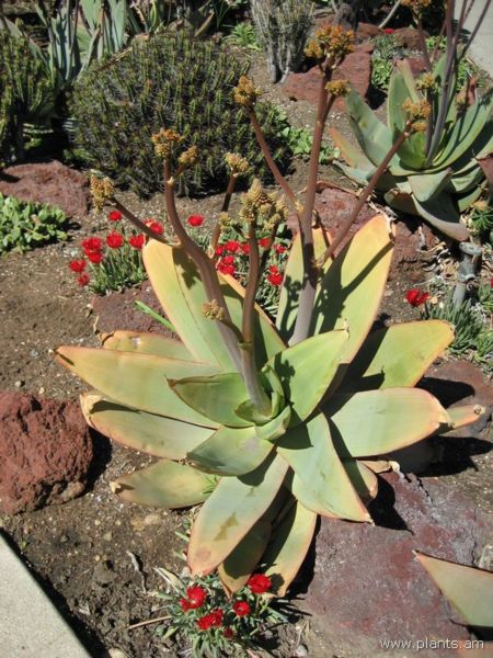 File:Aloe striata-coral aloe-IMG 0300 hunt07.jpg
