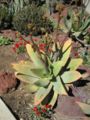 Aloe striata coral aloe