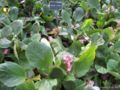 Bergenia x schmidtii