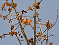 young leaves in Shamirpet, Rangareddy district, Andhra Pradesh, India.