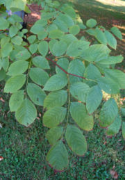 Shoot with leaves