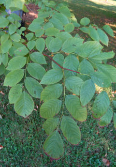 Shoot with leaves