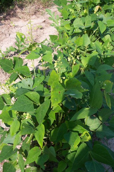 File:Dixie Butterpea w.jpg