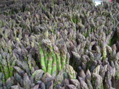 Purple Asparagus