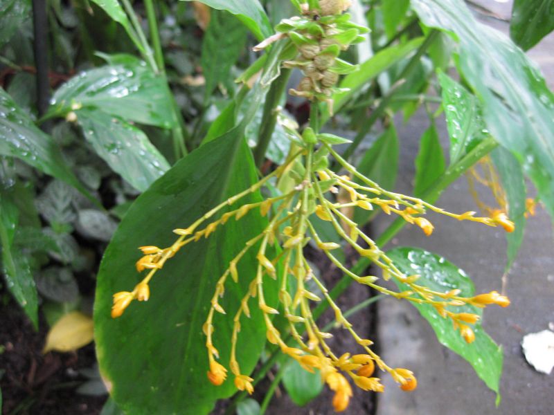 File:IMG 1202 bbg09.jpg