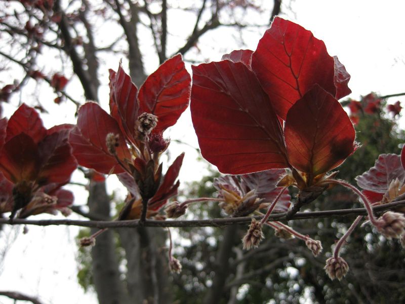 File:IMG 5213 hunt0904.jpg