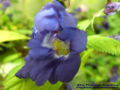 Thumbnail for version as of 19:16, 28 November 2007