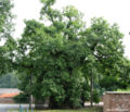 The oldest pedunculate oak of the Benelux - Eghezée (Belgium)