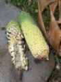 Ripen fruits