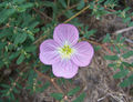 Thumbnail for version as of 04:25, 13 August 2007