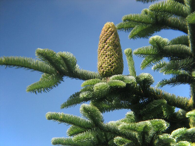 File:1024px-Abies procera cone.jpg