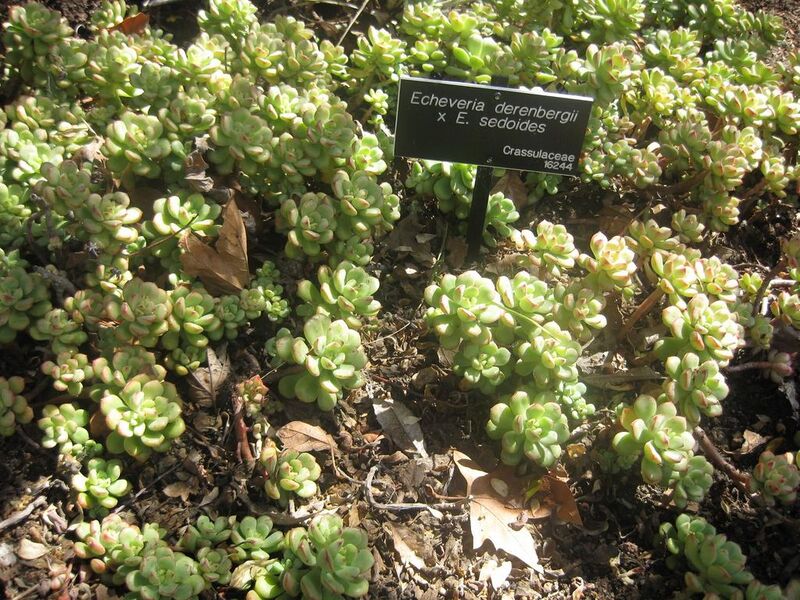 File:1024px-IMG 2207 hunt0903.jpg