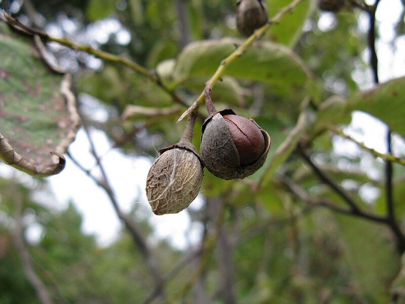 File:1024px-Styrax obassia5.jpg