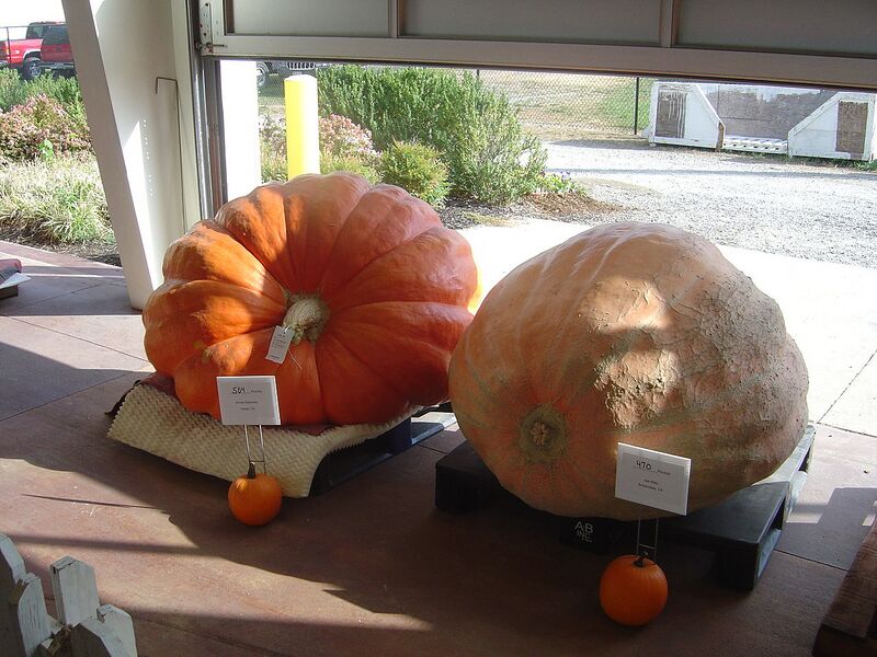 File:1280px-CompetitivePumpkins.jpg
