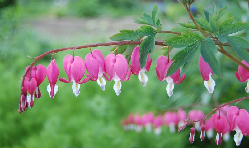 File:1280px-Dicentra-spectabilis.jpg