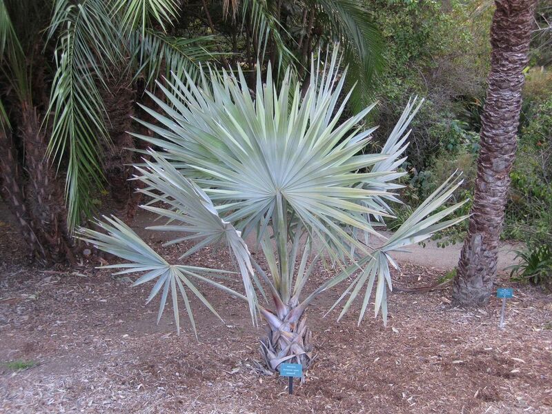 File:1280px-IMG 2707 ucla09.jpg