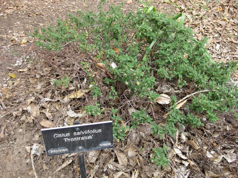 File:1280px-IMG 4957 hunt0904.jpg