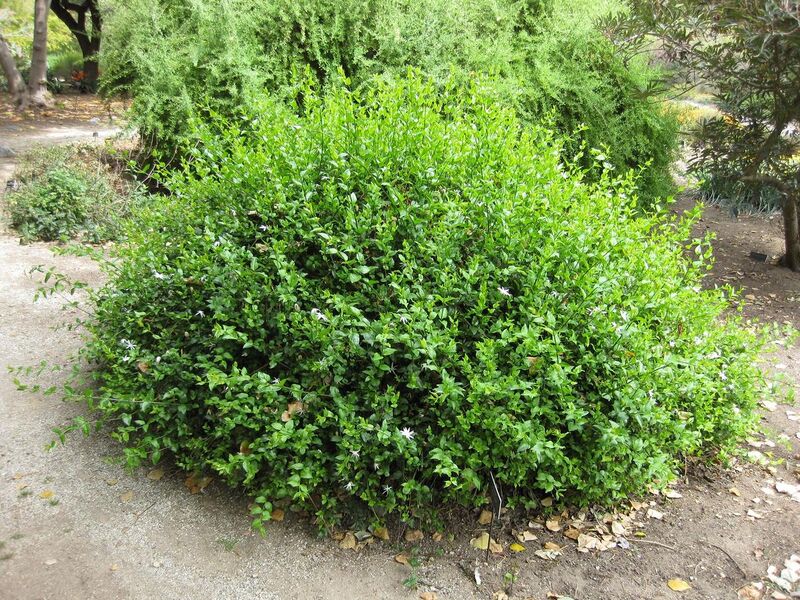 File:1280px-IMG 5131 hunt0904.jpg