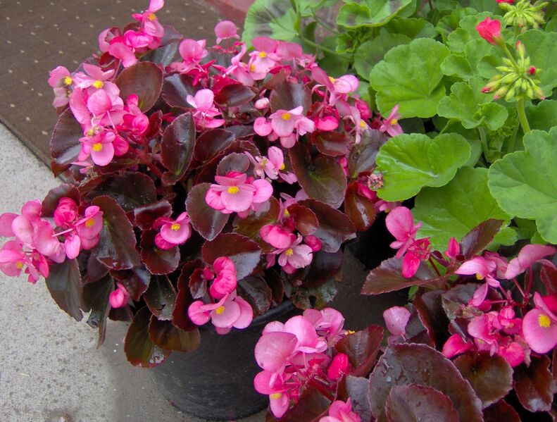 File:1280px-Red leaved Becgonias.jpg