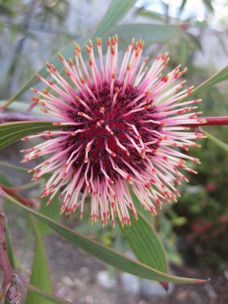 File:576px-IMG 2747 ucla09.jpg