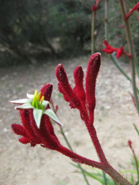 File:576px-IMG 4505 hunt0904.jpg