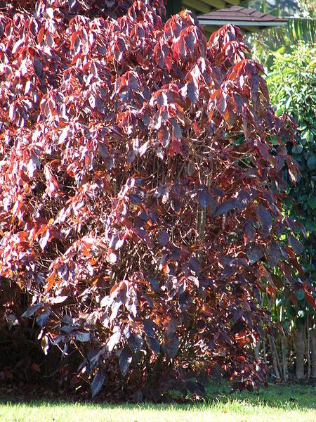 File:576px-Starr 080418-4206 Acalypha godseffiana.jpg