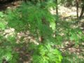 Acacia farnesiana