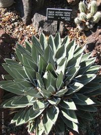 Agave victoriae-reginae