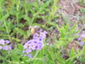 Western honey bee. Brisbane, Australia
