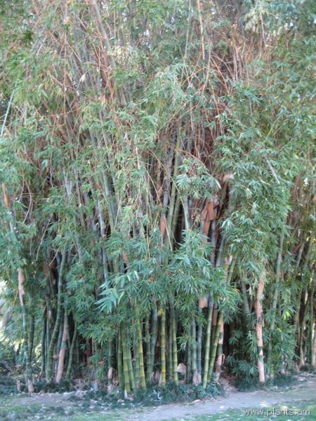 File:Bambusa beecheyana-beechey bamboo-IMG 0235 hunt07.jpg