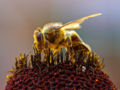 Honey bee in the act of pollination.