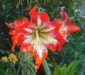 Hippeastrum 'Cinderella'