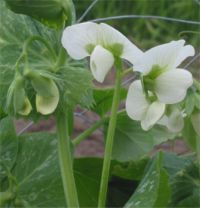 P. sativum