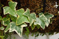 Leaves of a variegated cultivar