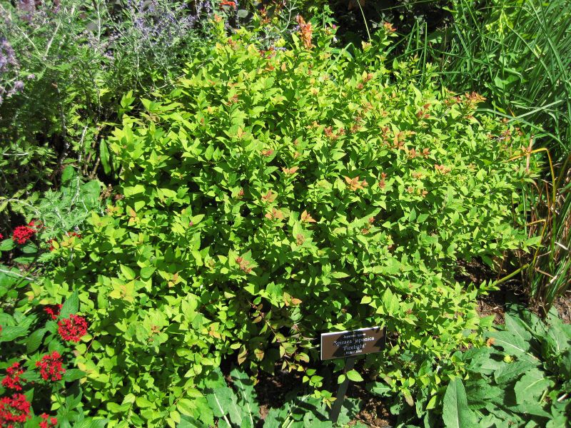 File:IMG 0143 nybg09.jpg