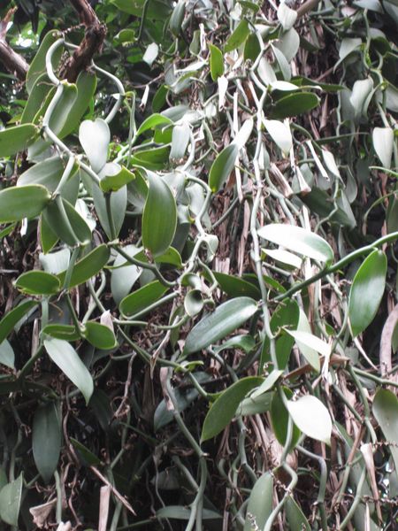 File:IMG 1158 bbg09.jpg