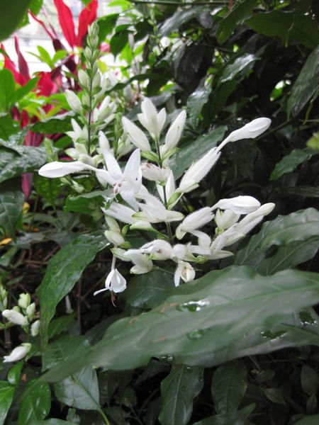 File:IMG 1168 bbg09.jpg
