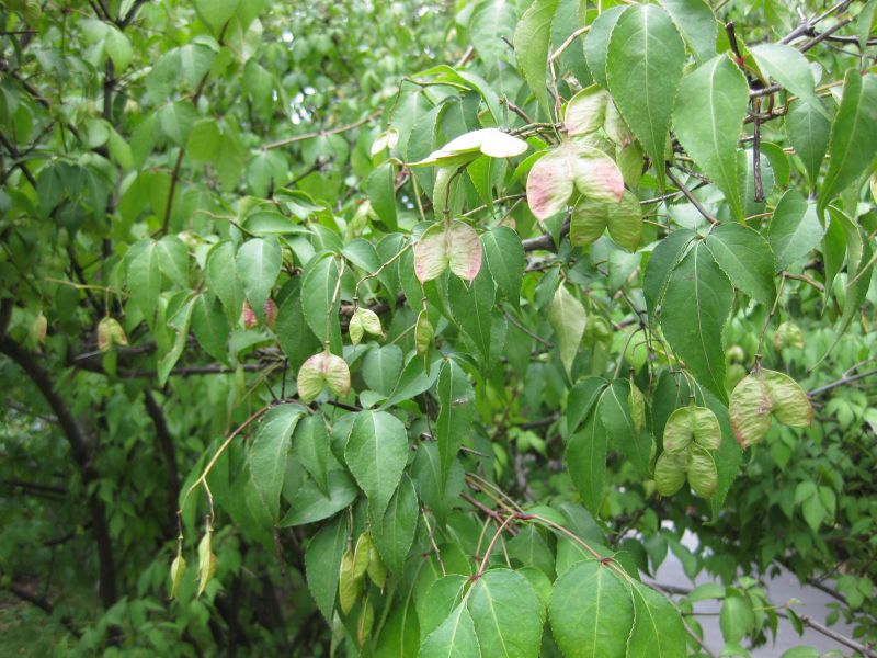 File:IMG 1333 bbg09.jpg