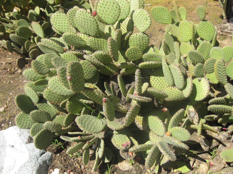 File:IMG 2279 hunt0903.jpg