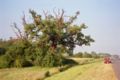 Large penduculate oak, Serbia.