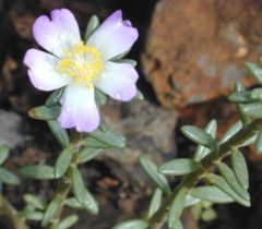 Portulaca villosa Cham.