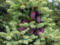 Thumbnail for version as of 06:54, 16 November 2007