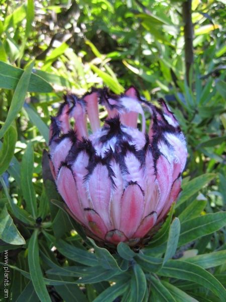 File:Protea neriifolia-pink mink-IMG 7961 sfbg0308.jpg