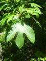Thumbnail for version as of 07:06, 9 November 2007