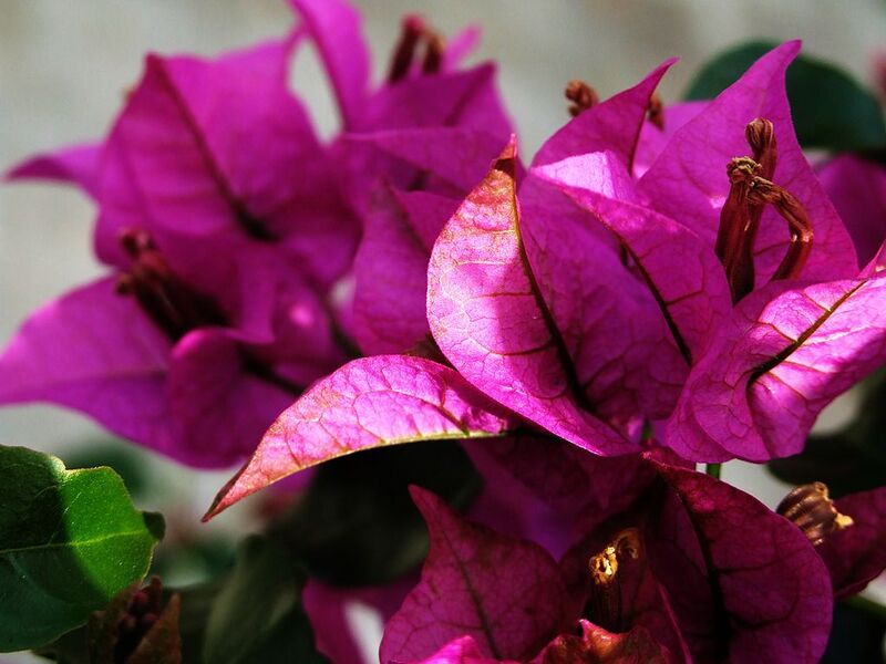 File:1024px-Bougainvillea-Taormina-Sicilia-Italy-Castielli CC0 HQ.jpg