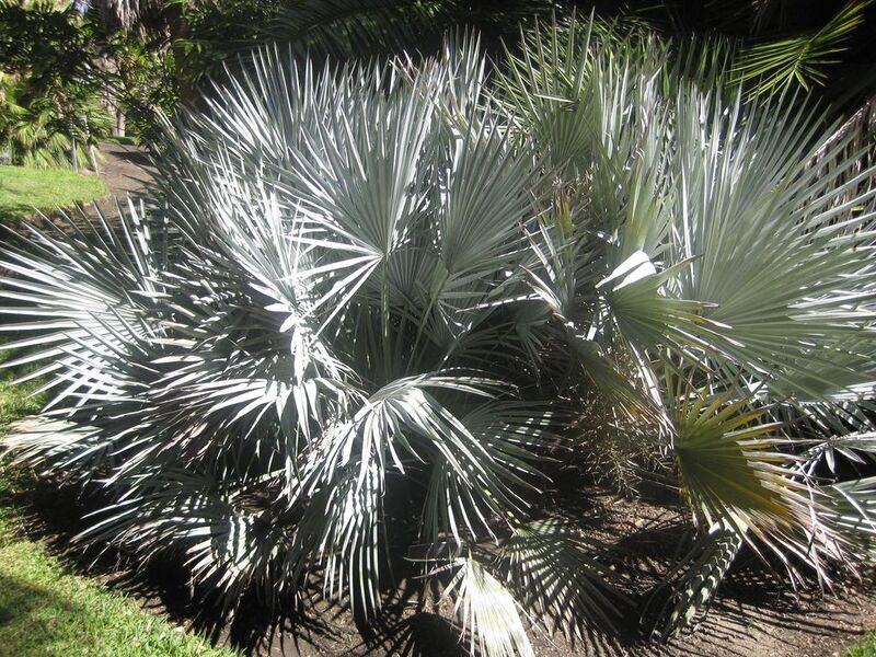 File:1024px-IMG 2075 hunt0903.jpg