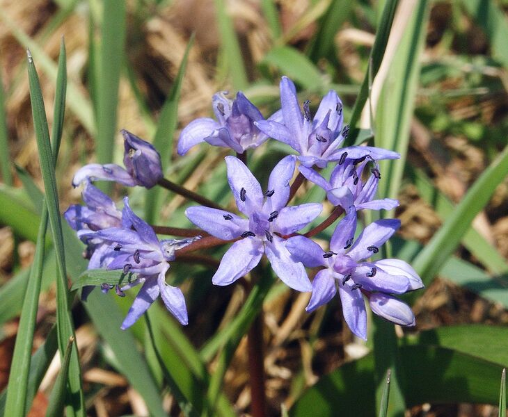 File:1246px-Scilla bifolia 070406a.jpg