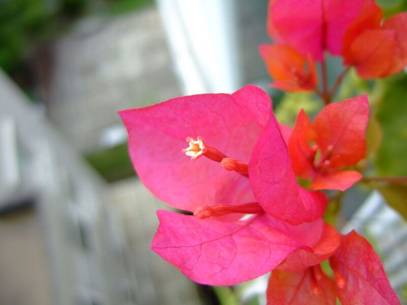 File:1280px-九重葛 Dscf8149-22.jpg