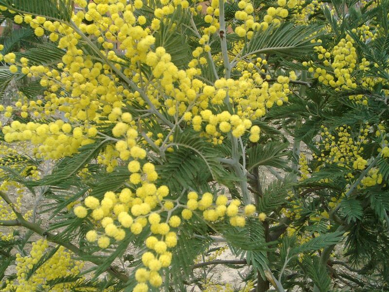 File:1280px-Acacia dealbata.jpg